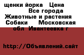 щенки йорка › Цена ­ 15 000 - Все города Животные и растения » Собаки   . Московская обл.,Ивантеевка г.